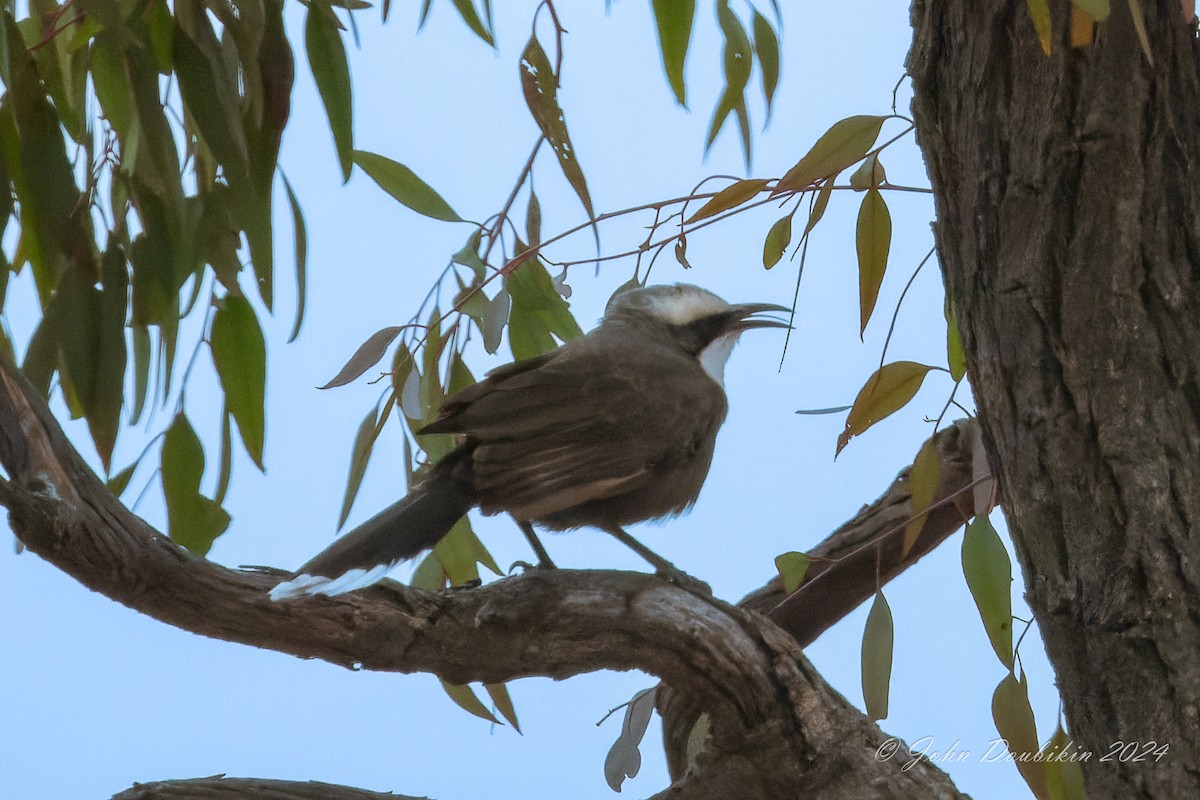 timáliovec šedotemenný - ML616930429