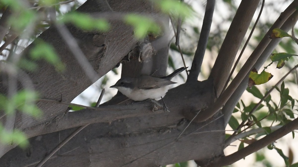 Lesser Whitethroat (halimodendri) - ML616930473