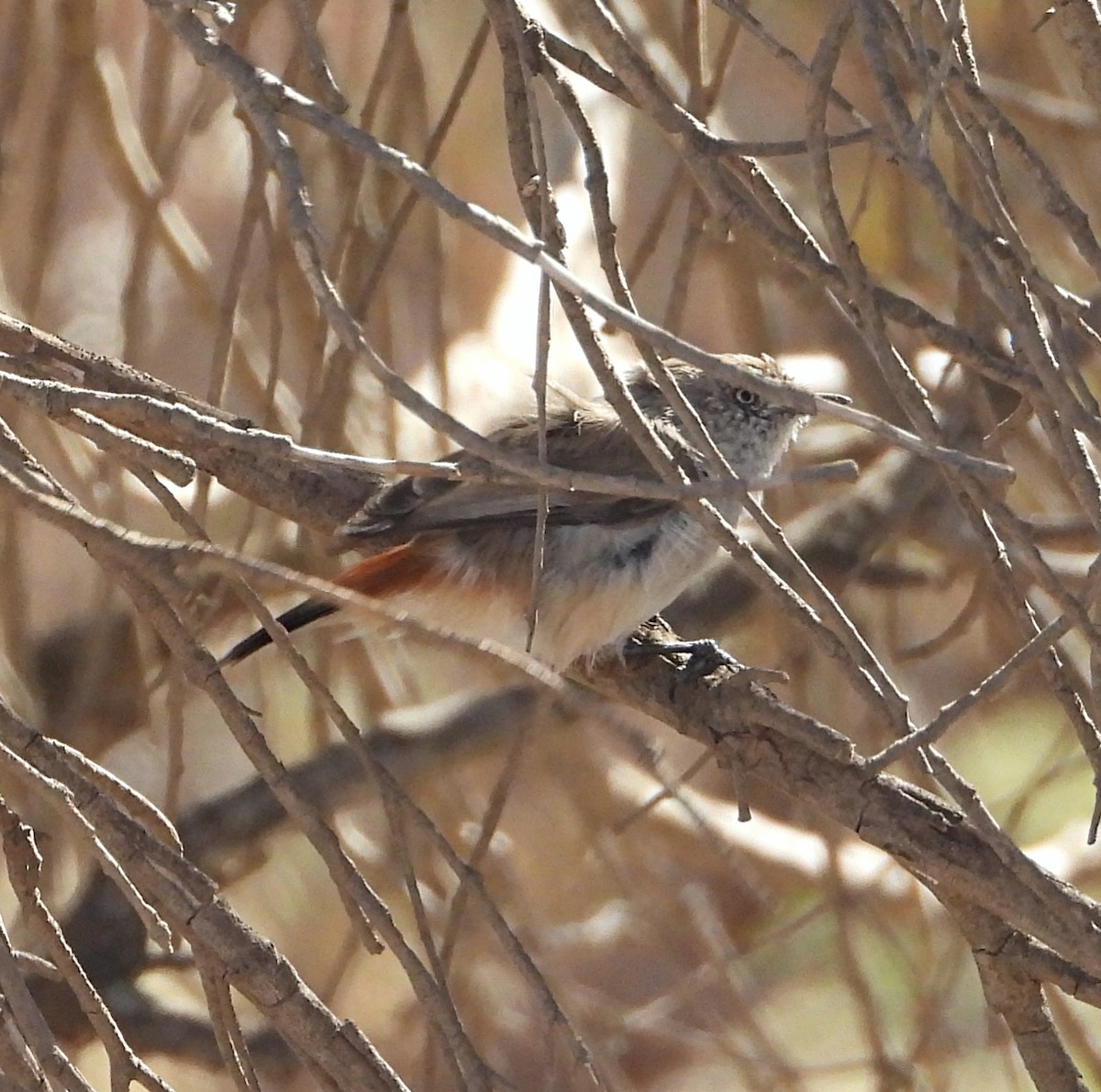 Chestnut-rumped Thornbill - ML616930520