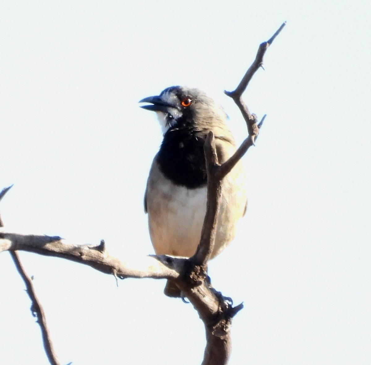 Crested Bellbird - ML616930527