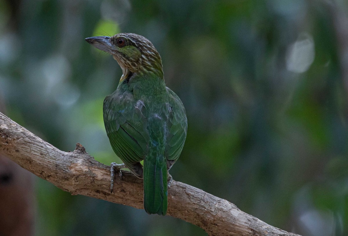 barbet zelenouchý - ML616930529