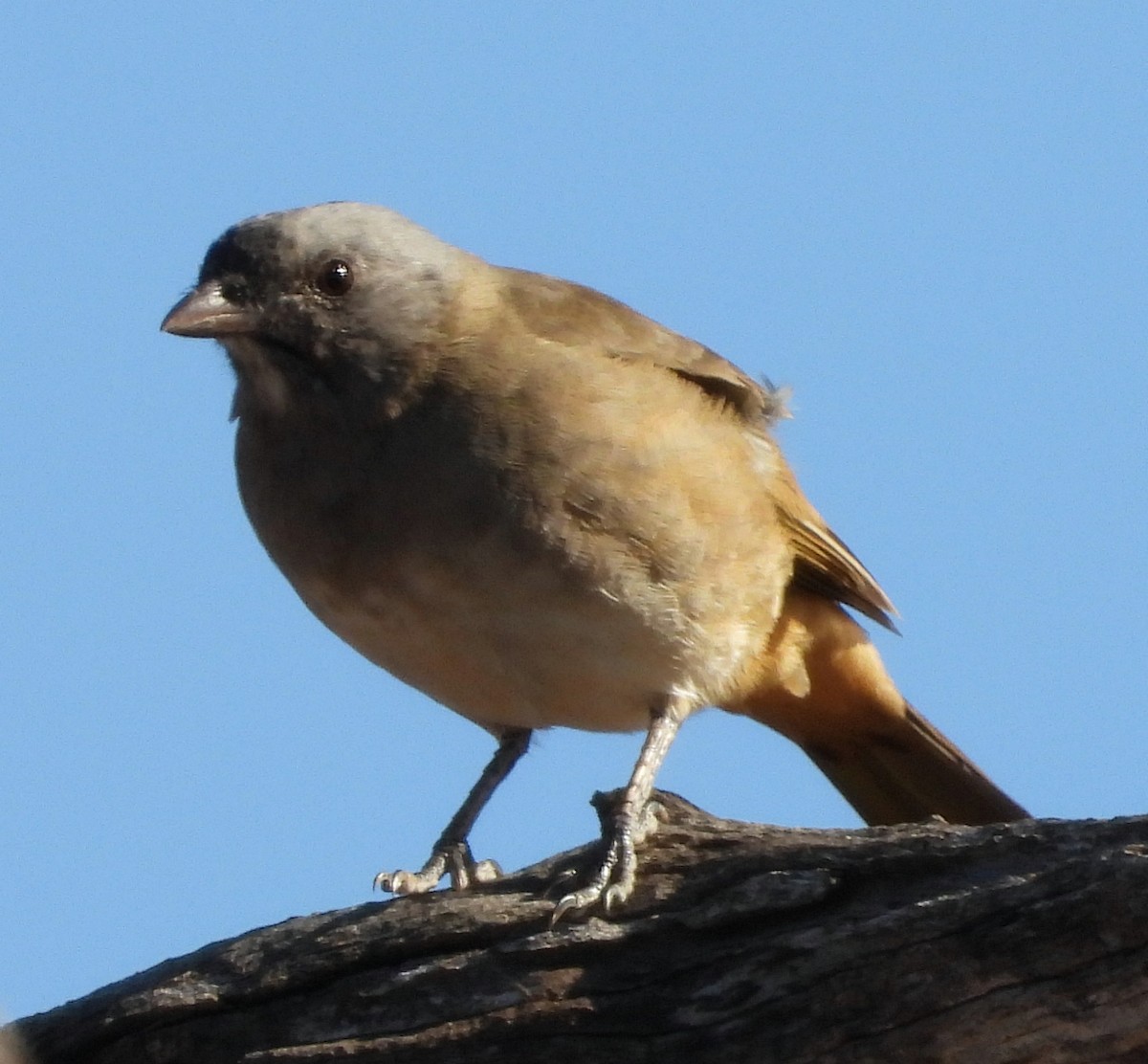 Crested Bellbird - ML616930545