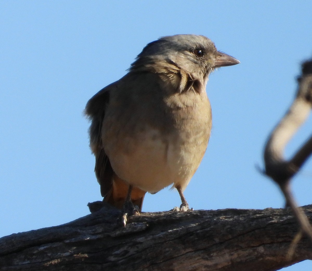 Crested Bellbird - ML616930547