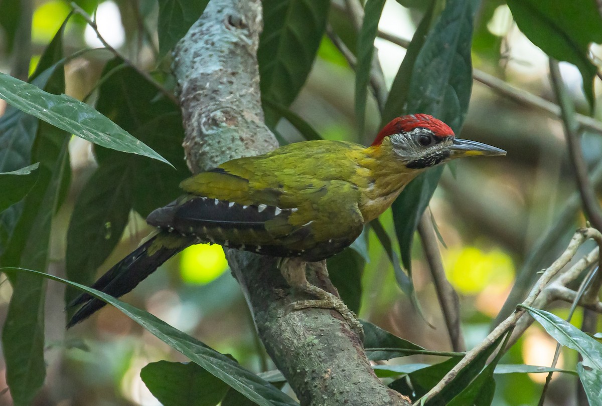Laced Woodpecker - Ashish John