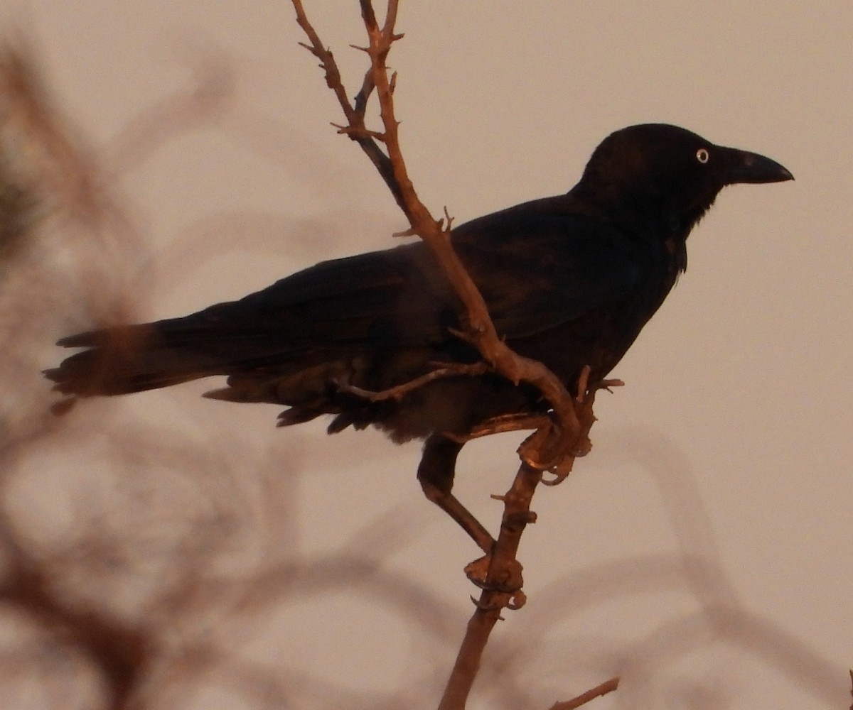 Australian Raven - ML616930574