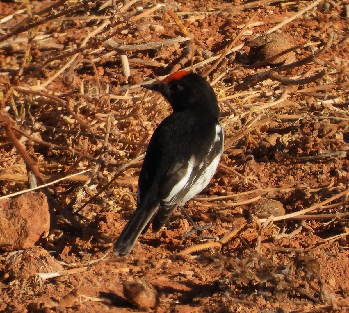 Red-capped Robin - ML616930598