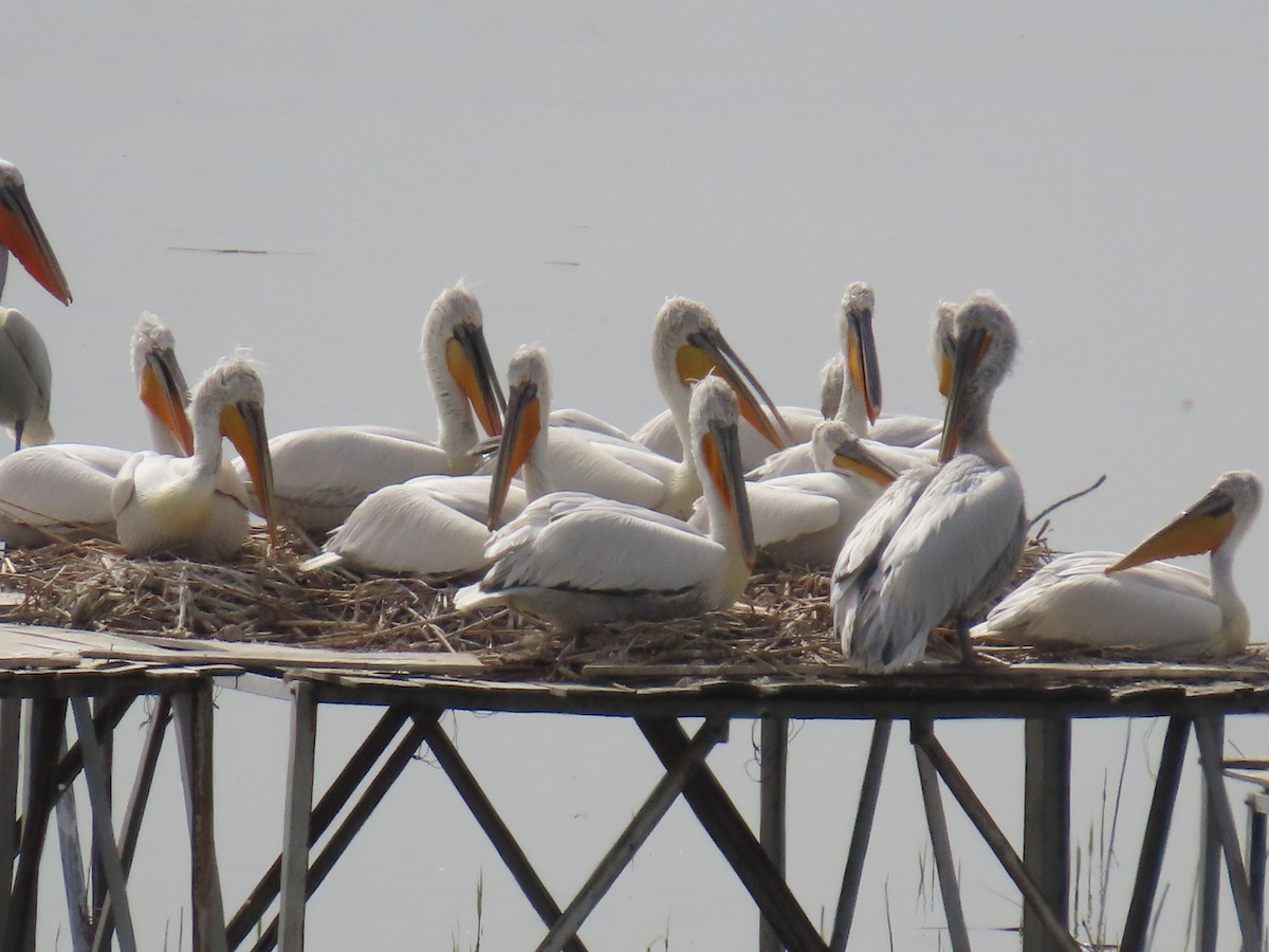 pelikán kadeřavý - ML616930599