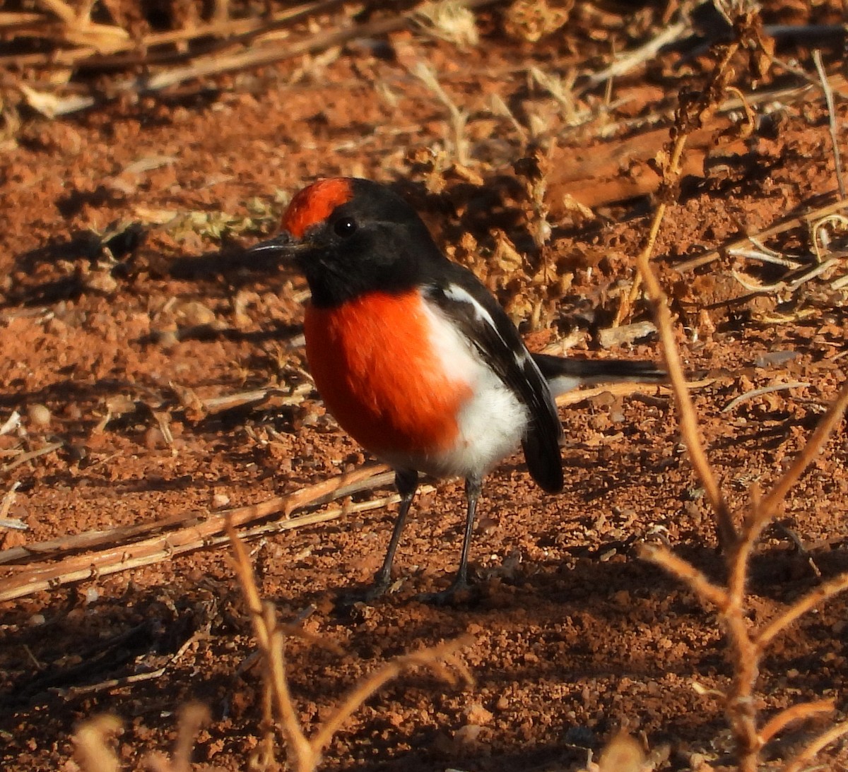 Red-capped Robin - ML616930618