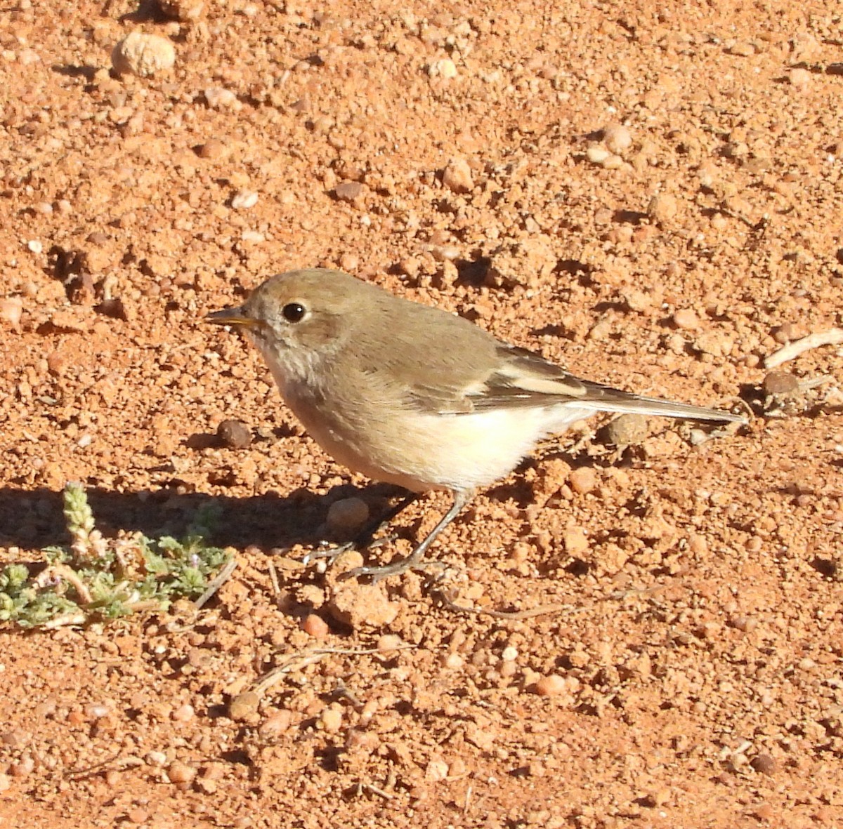 Red-capped Robin - ML616930619