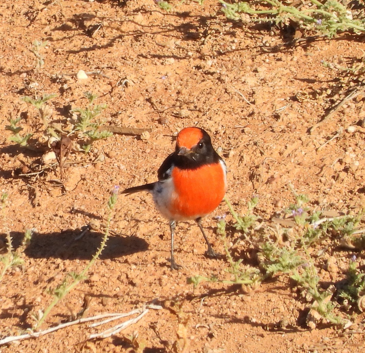 Red-capped Robin - ML616930620