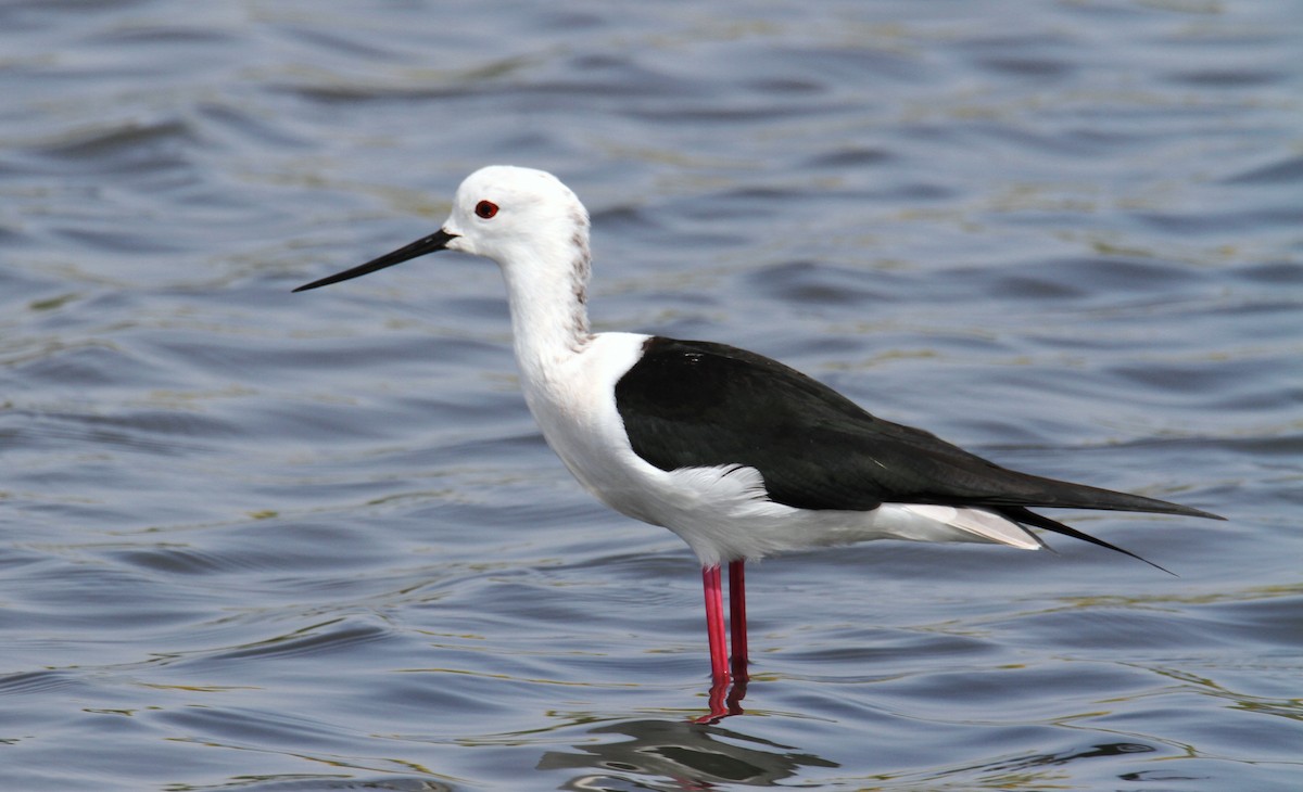 Black-winged Stilt - ML616930627