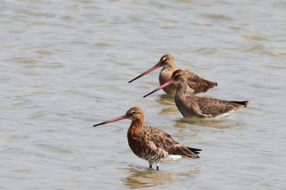 Black-tailed Godwit - ML616930652