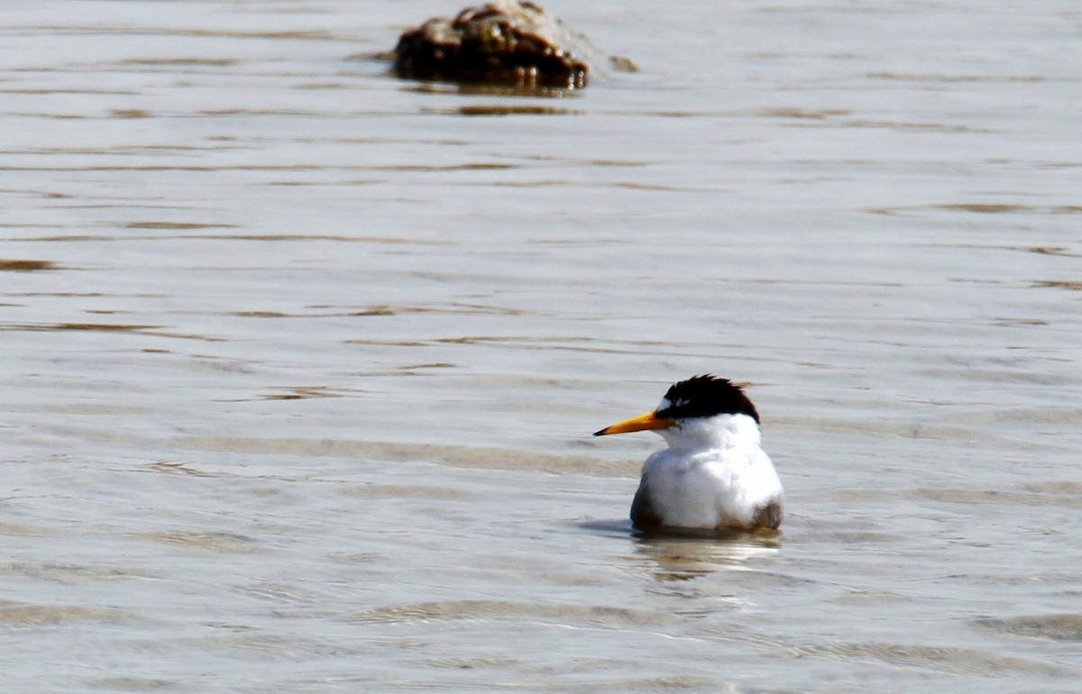 Little Tern - yuda siliki