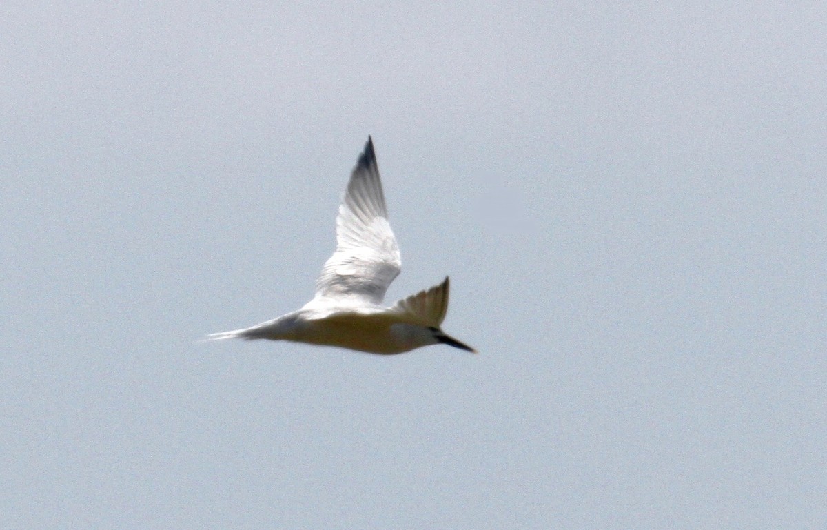 Sandwich Tern - ML616930668