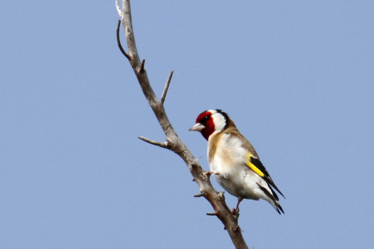 European Goldfinch - ML616930679