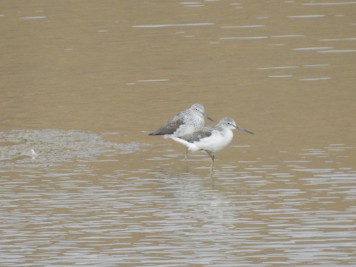 Common Greenshank - ML616930704