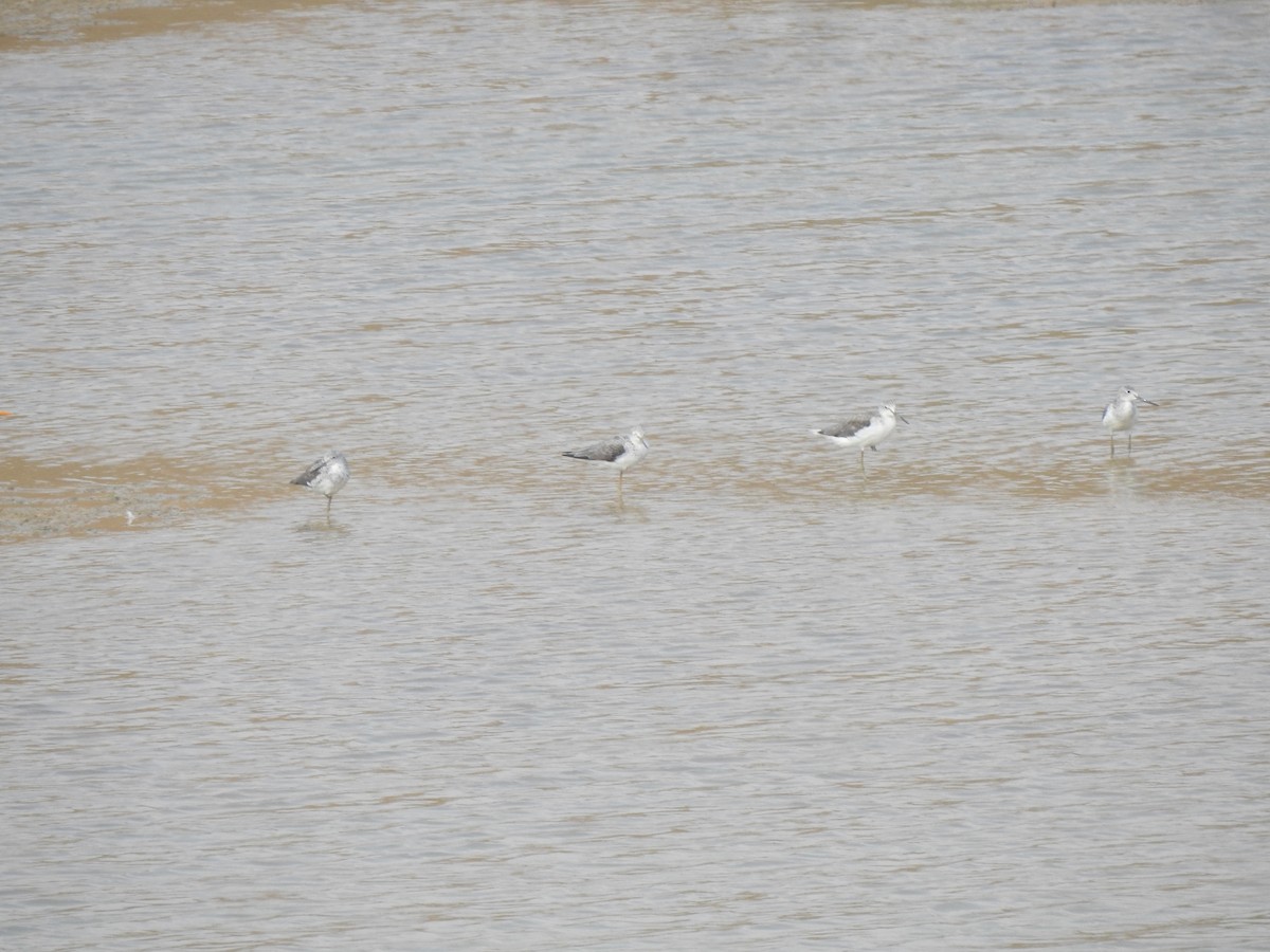 Common Greenshank - Angeline Mano M