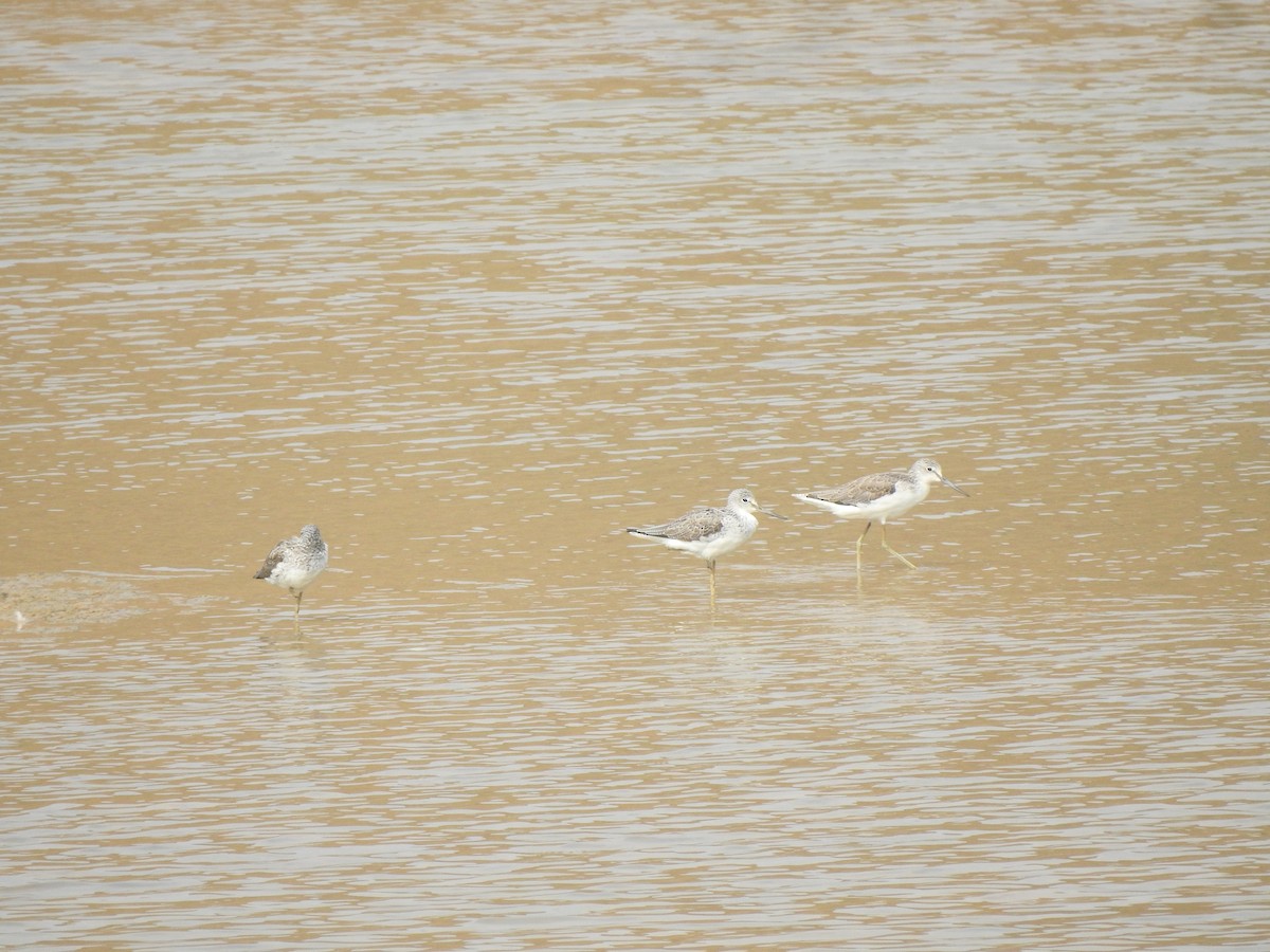 Common Greenshank - ML616930717