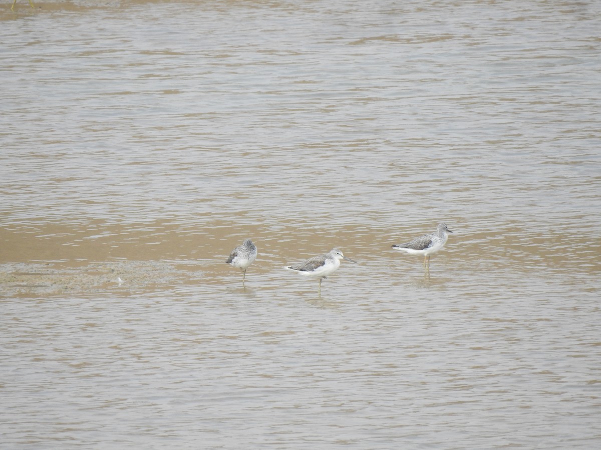 Common Greenshank - ML616930718