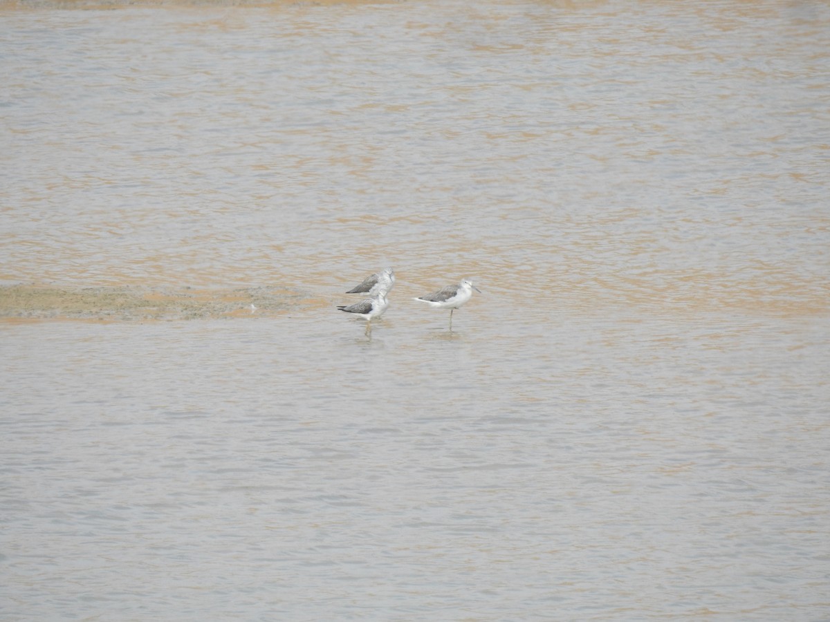 Common Greenshank - ML616930719