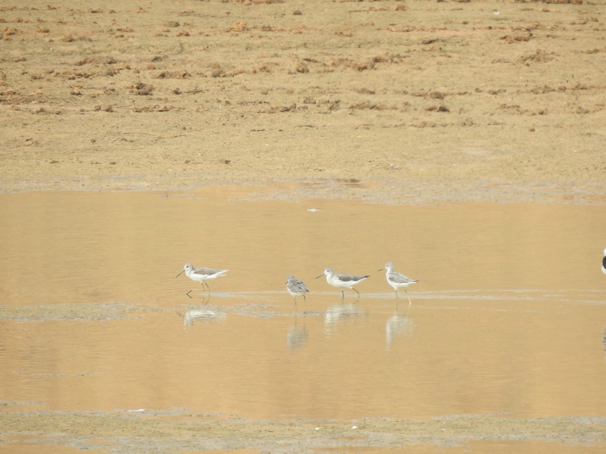 Common Greenshank - ML616930723