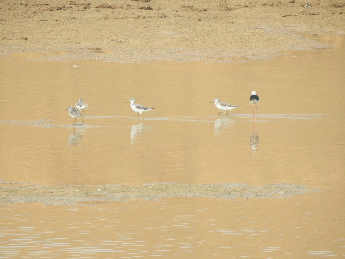 Common Greenshank - ML616930724