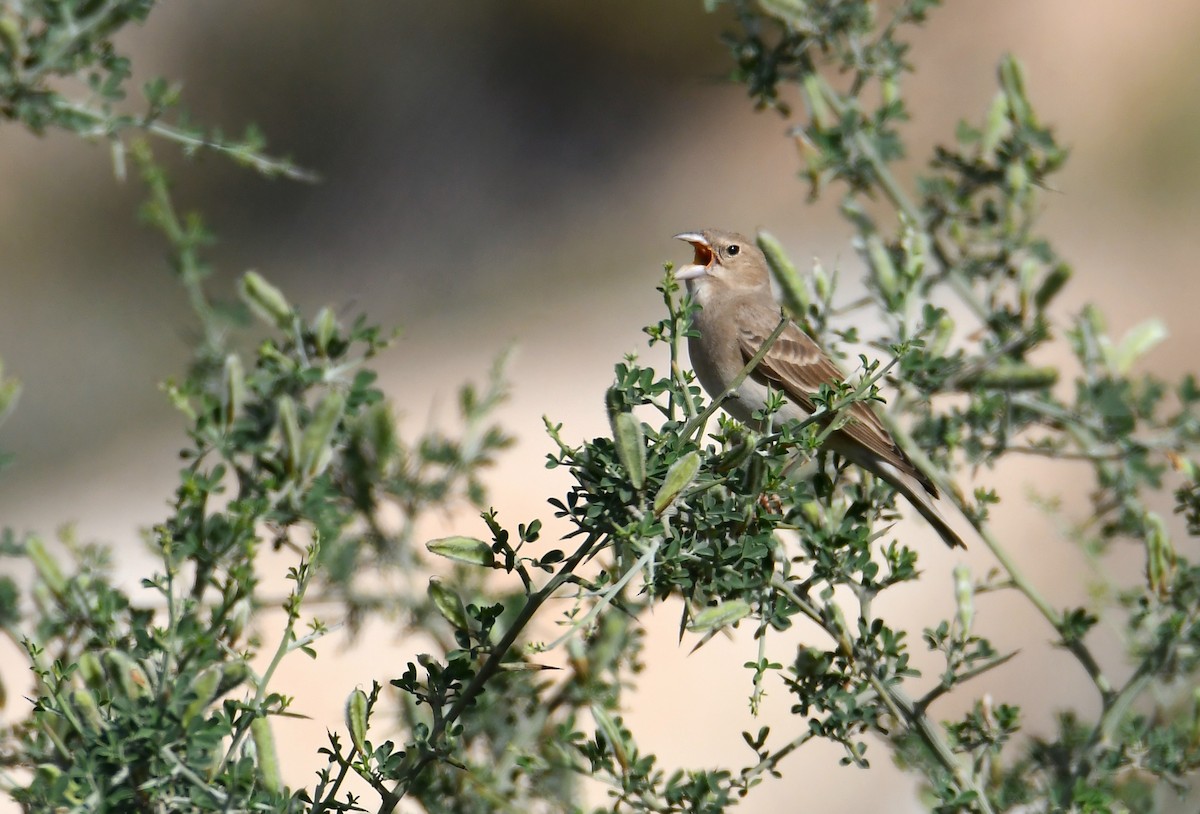 Pale Rockfinch - ML616930767