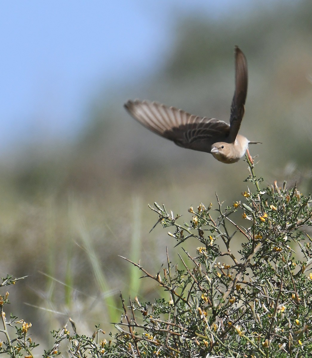 Pale Rockfinch - ML616930768