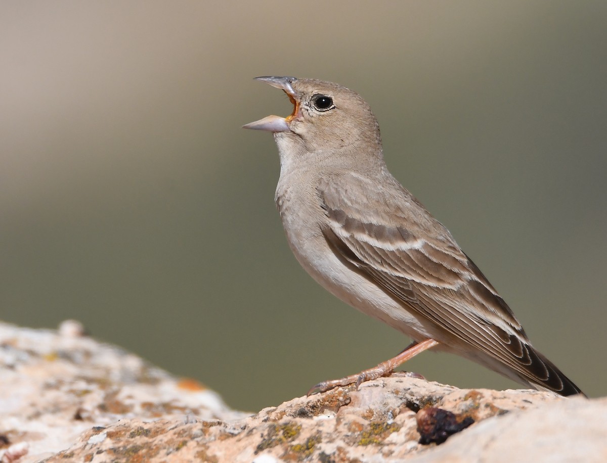 Pale Rockfinch - ML616930770