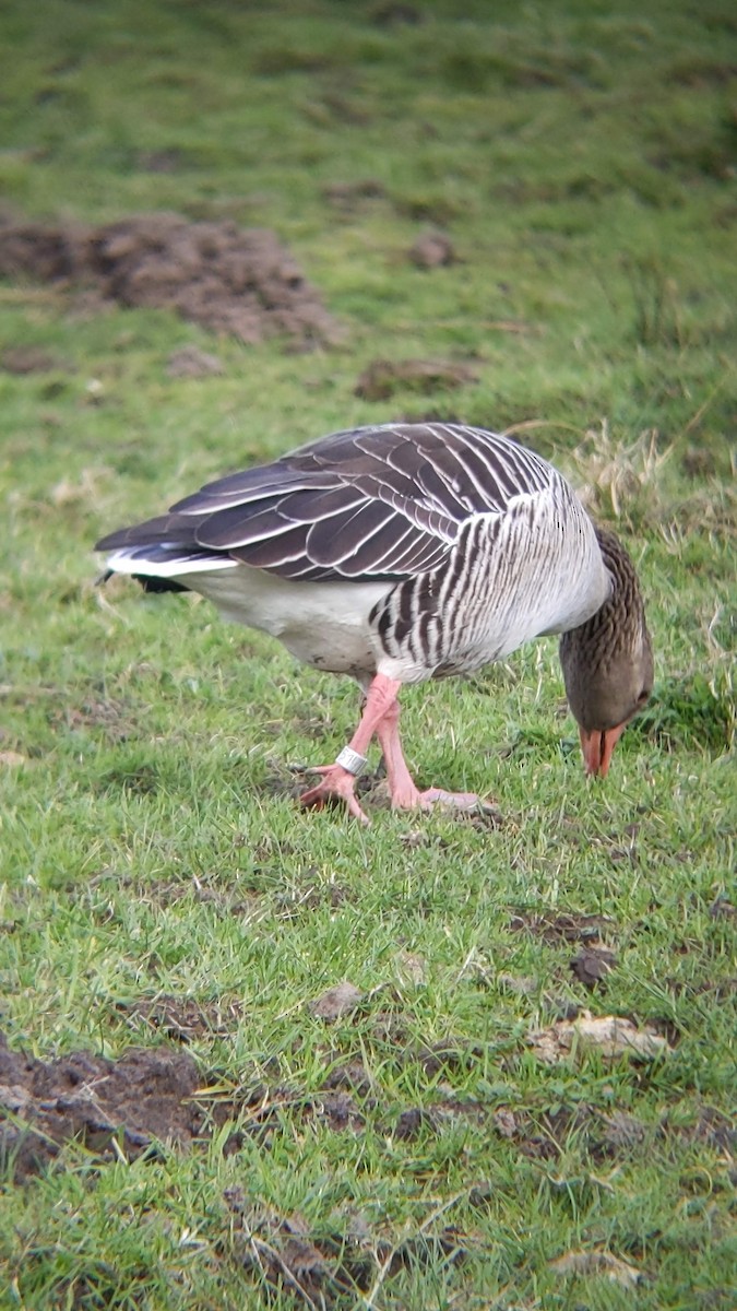 Graylag Goose - Bemma Watson Hernandez