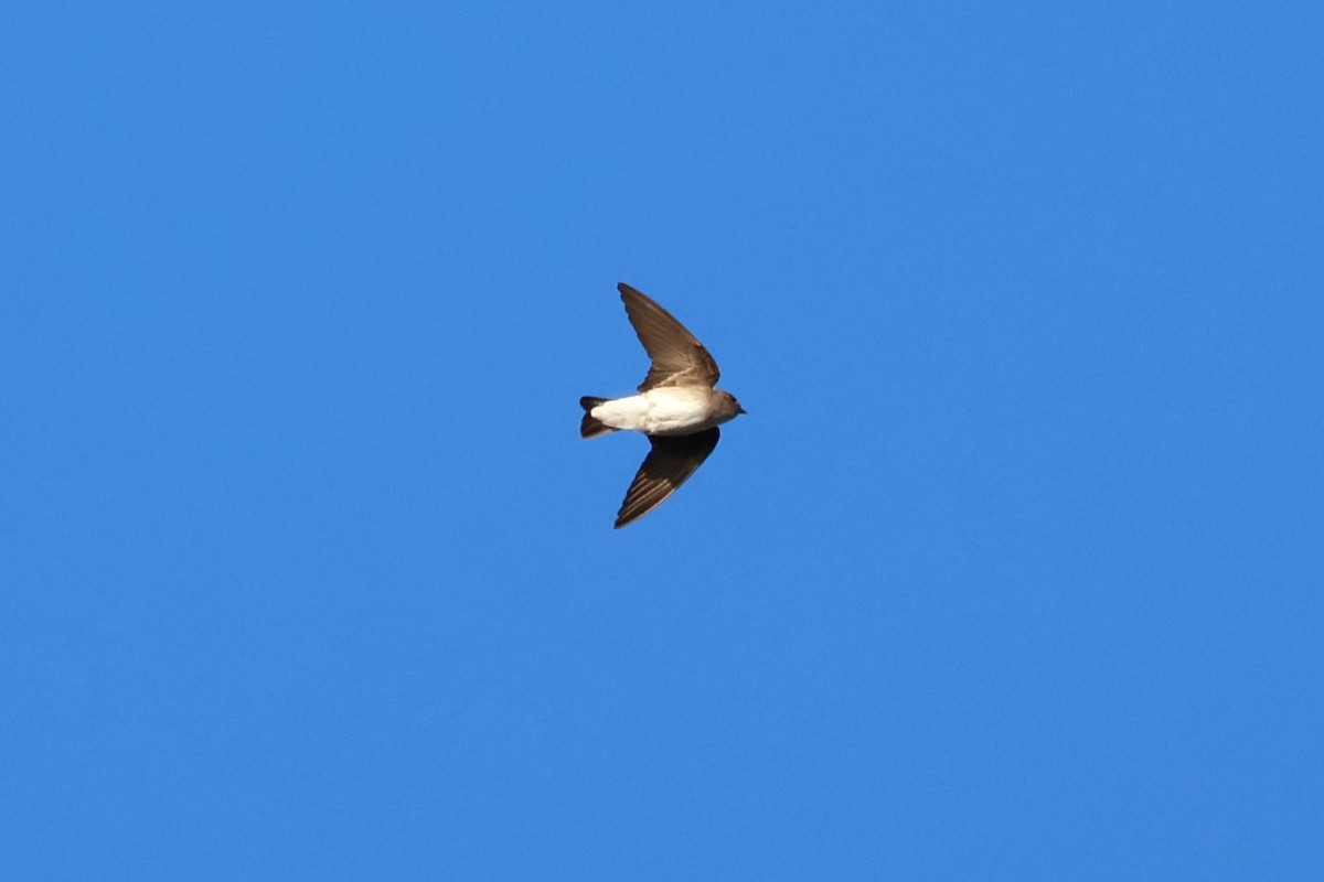 Northern Rough-winged Swallow - ML616930808