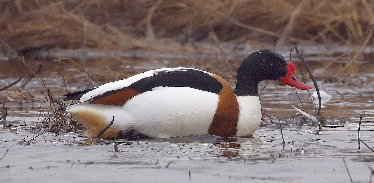 Common Shelduck - Charles Fitzpatrick