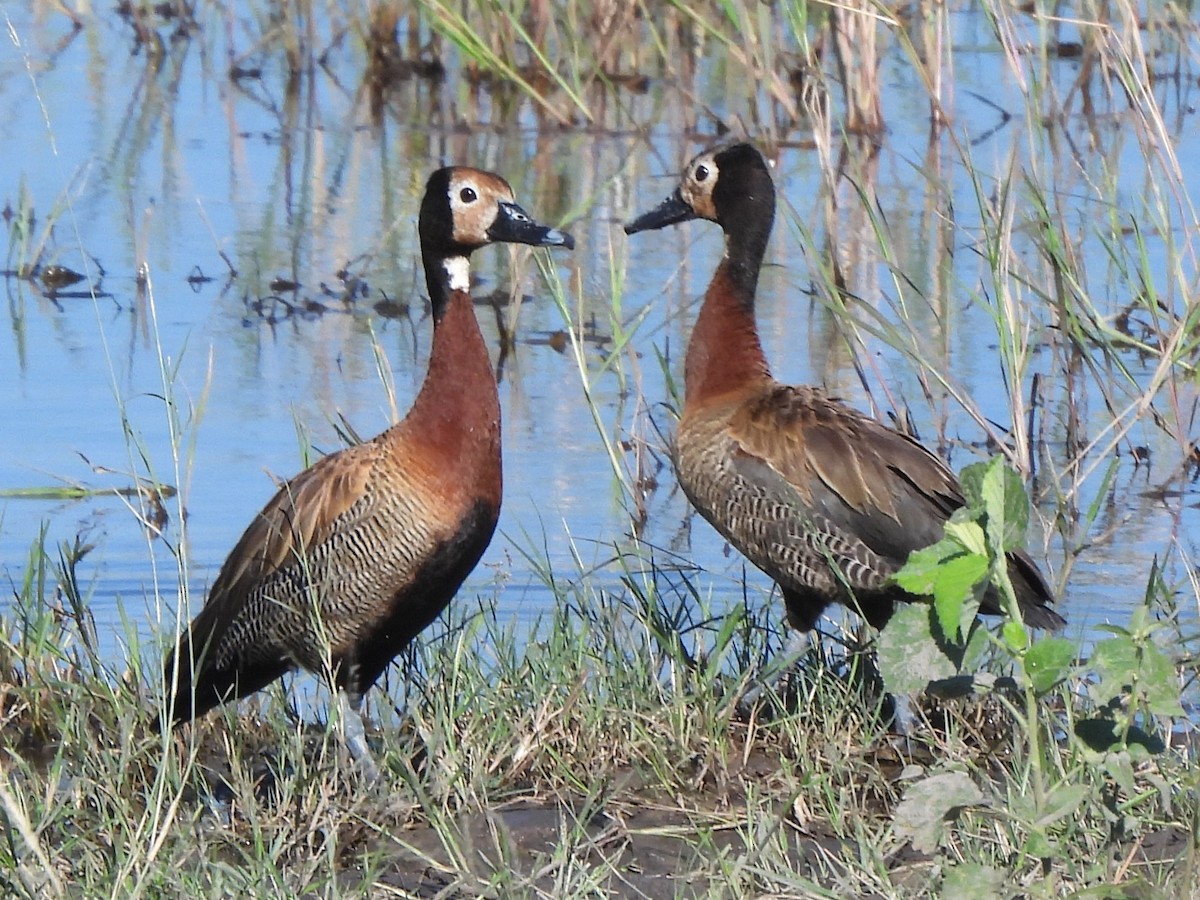 White-faced Whistling-Duck - Stephen Taylor