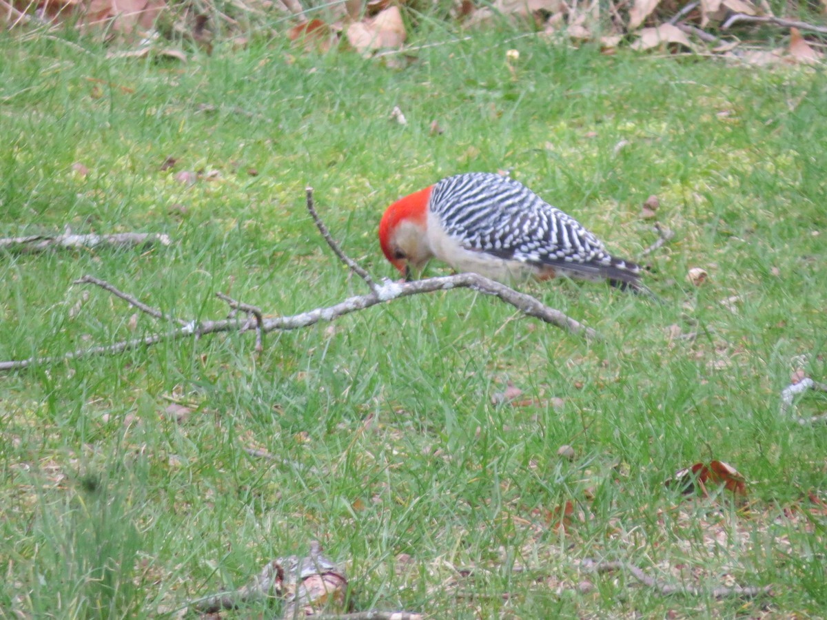 Red-bellied Woodpecker - ML616930842