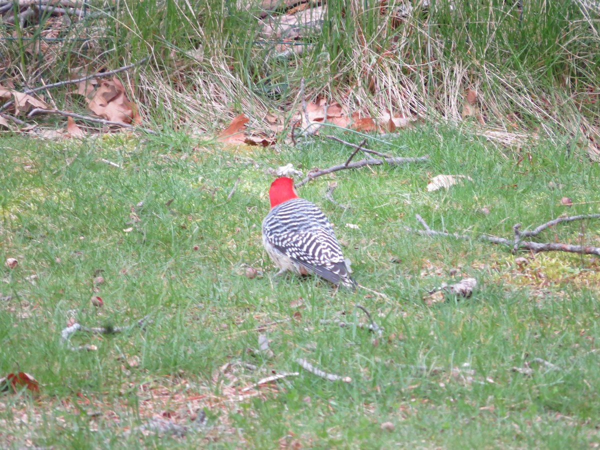 Red-bellied Woodpecker - ML616930843