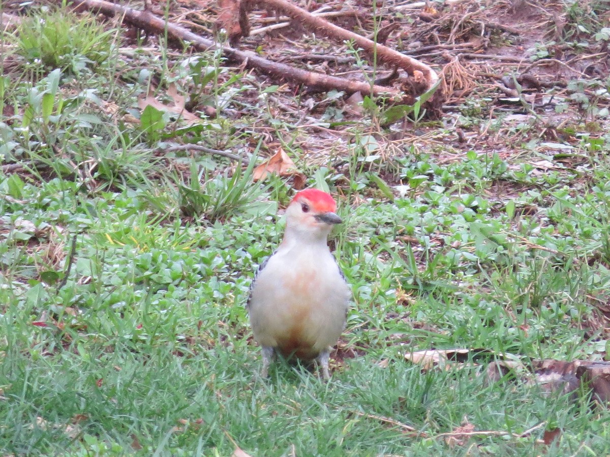 Red-bellied Woodpecker - ML616930879