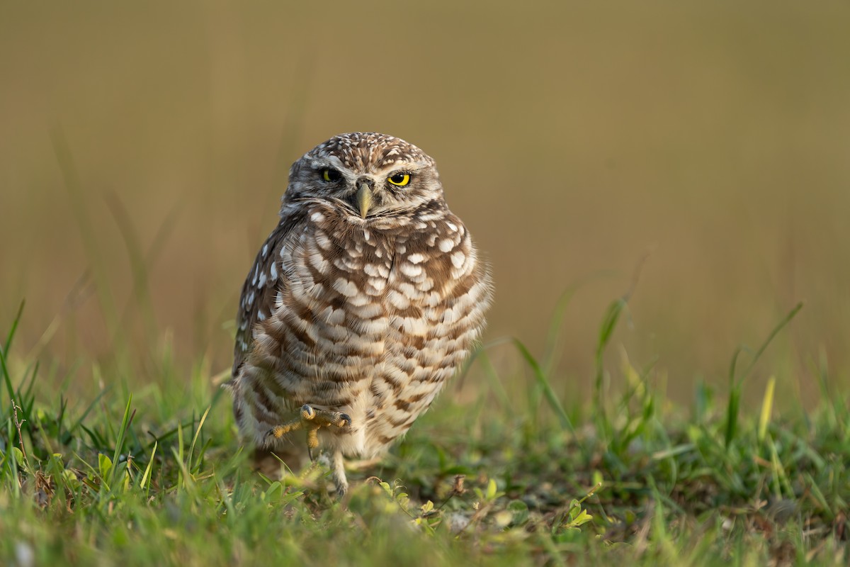 Burrowing Owl - Milos Petkovic