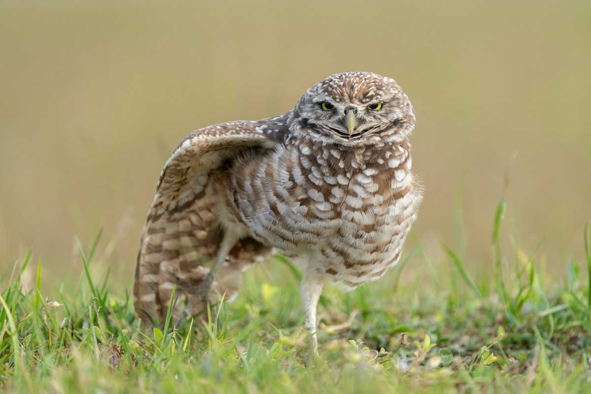 Burrowing Owl - Milos Petkovic