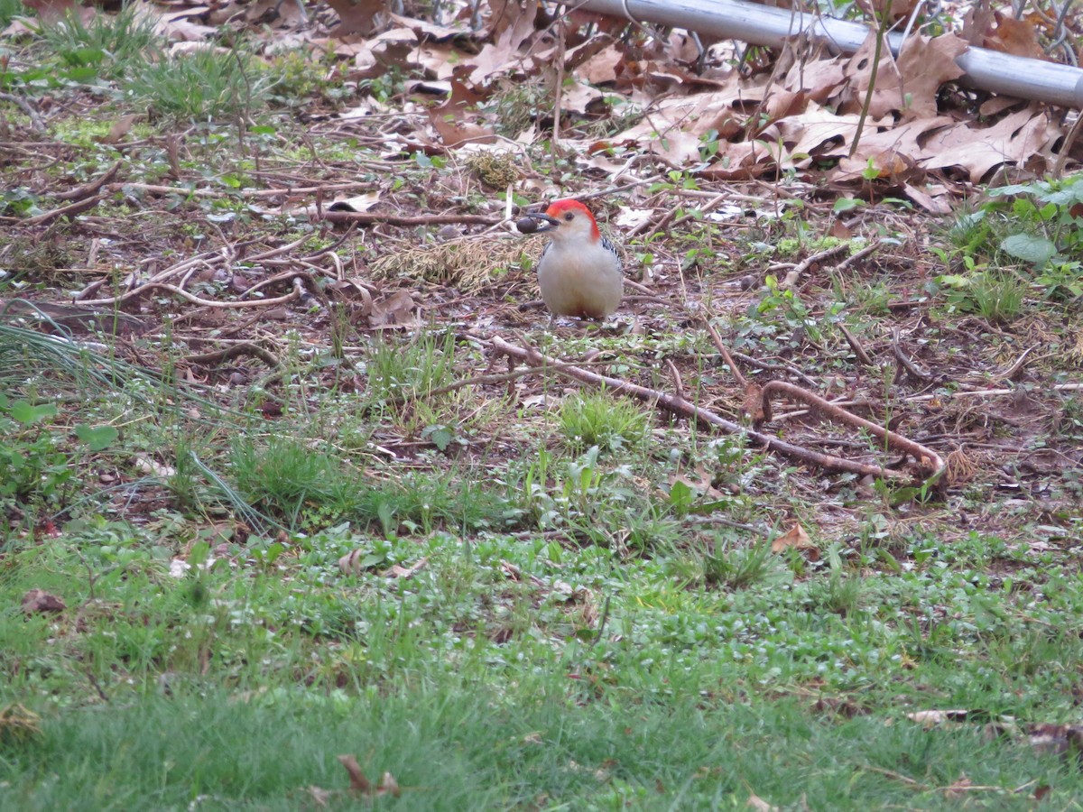 Red-bellied Woodpecker - ML616930898