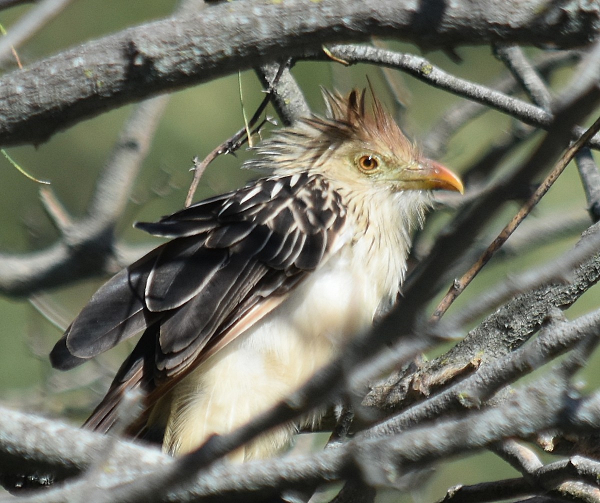 Guira Cuckoo - andres ebel