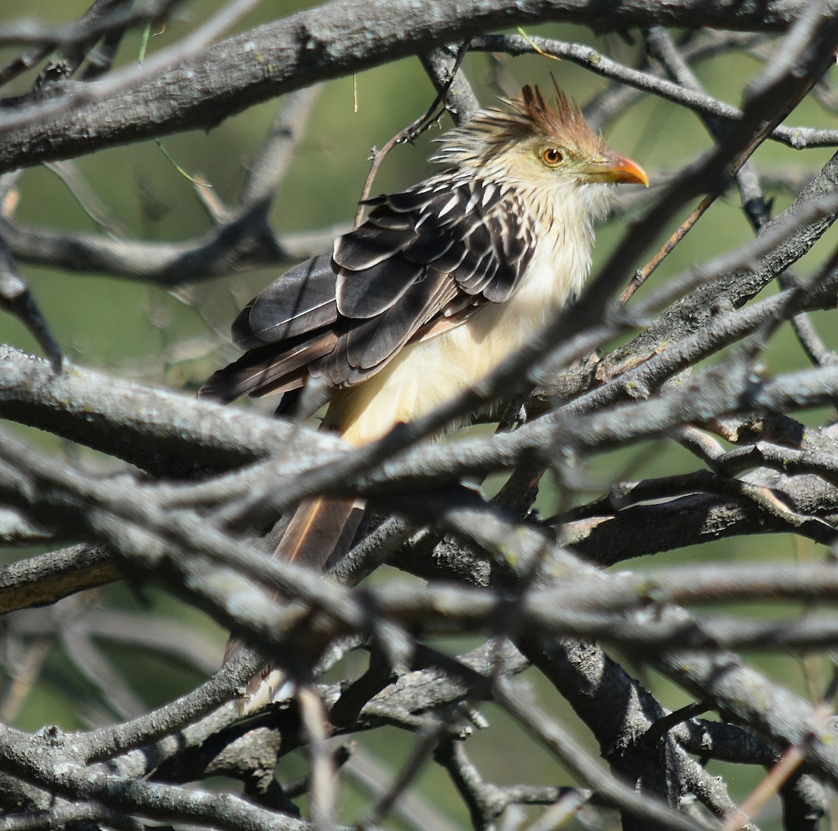 Guira Cuckoo - andres ebel