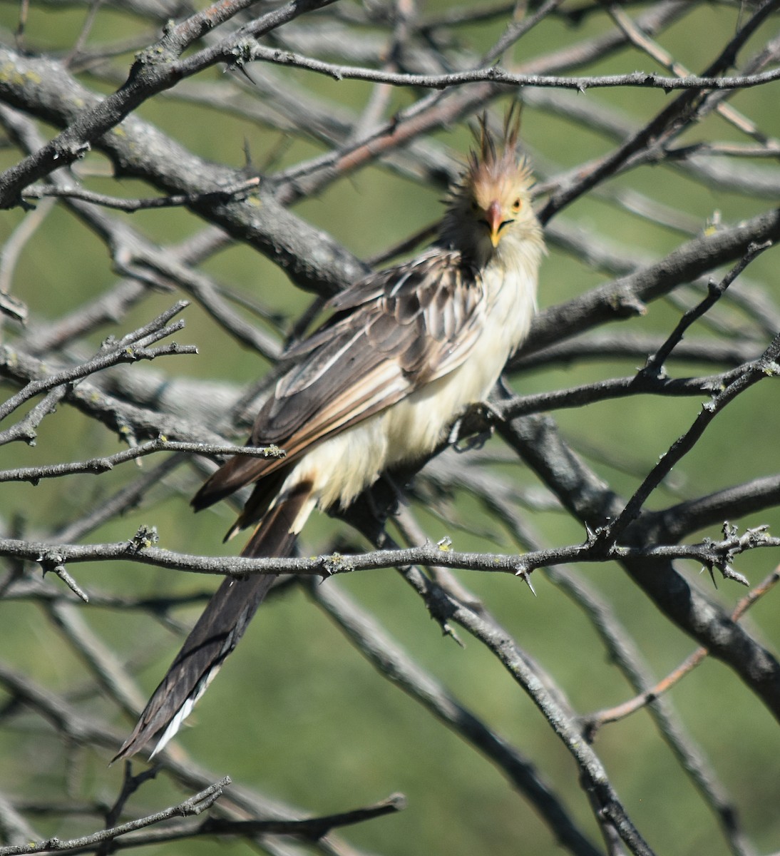 Guira Cuckoo - andres ebel