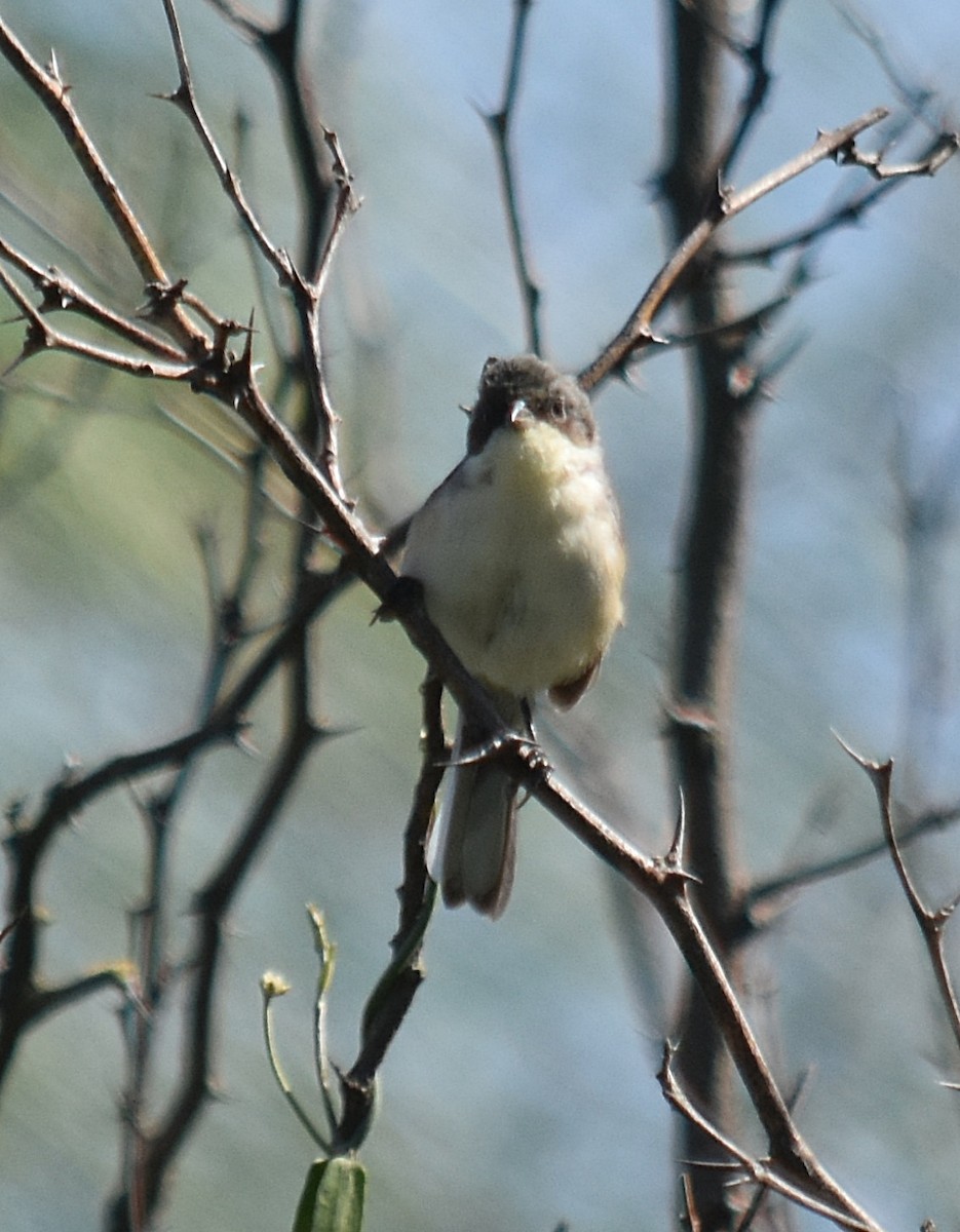 Black-capped Warbling Finch - andres ebel