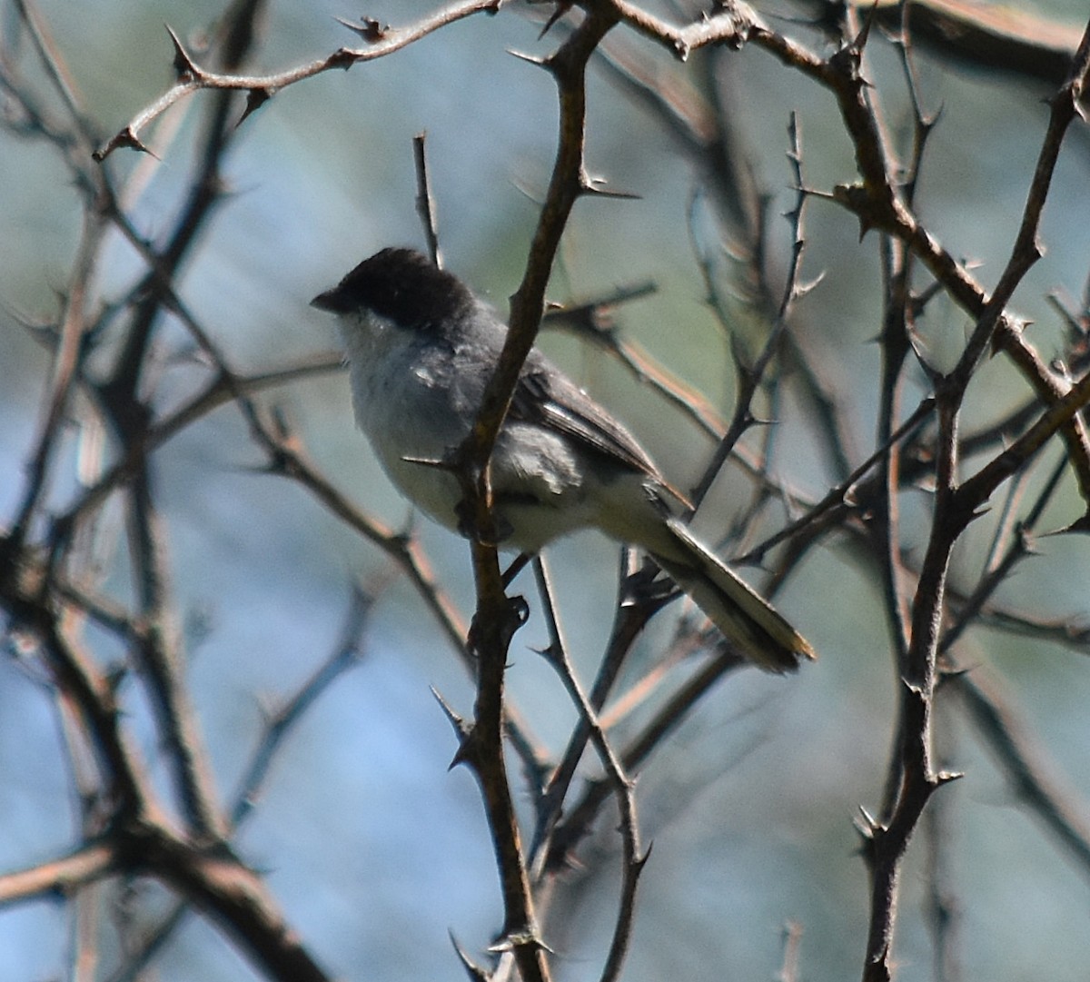 Black-capped Warbling Finch - andres ebel