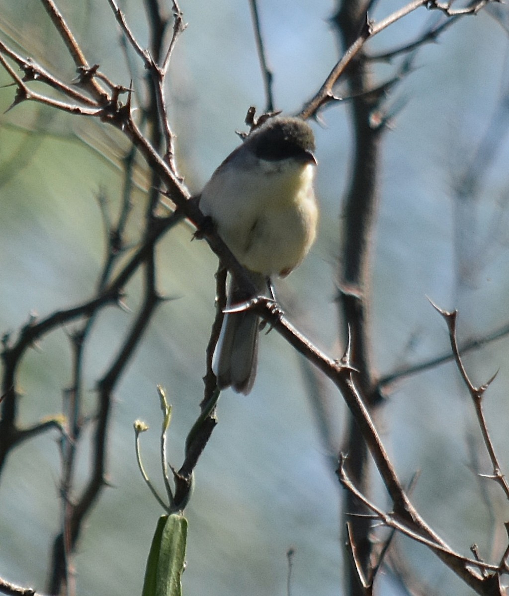 Black-capped Warbling Finch - andres ebel