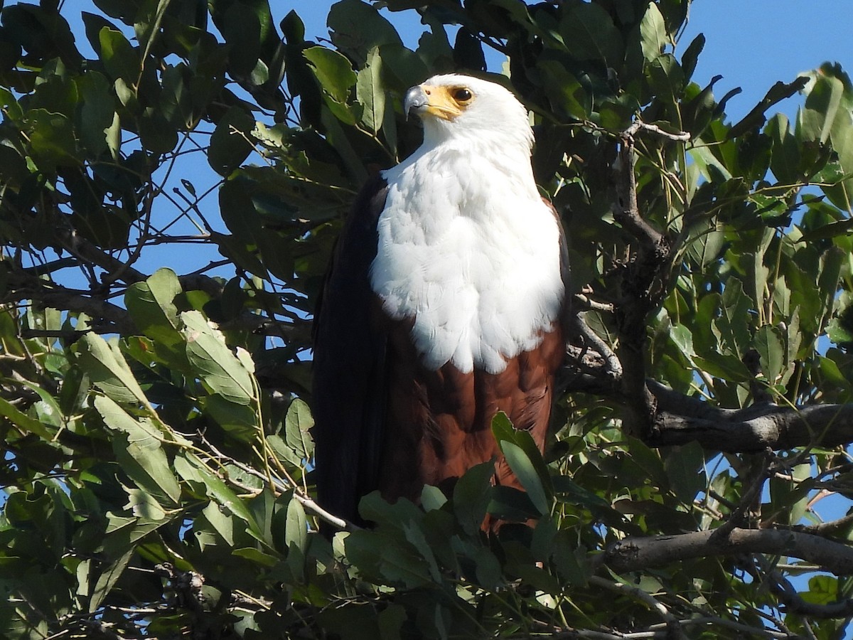 African Fish-Eagle - Stephen Taylor