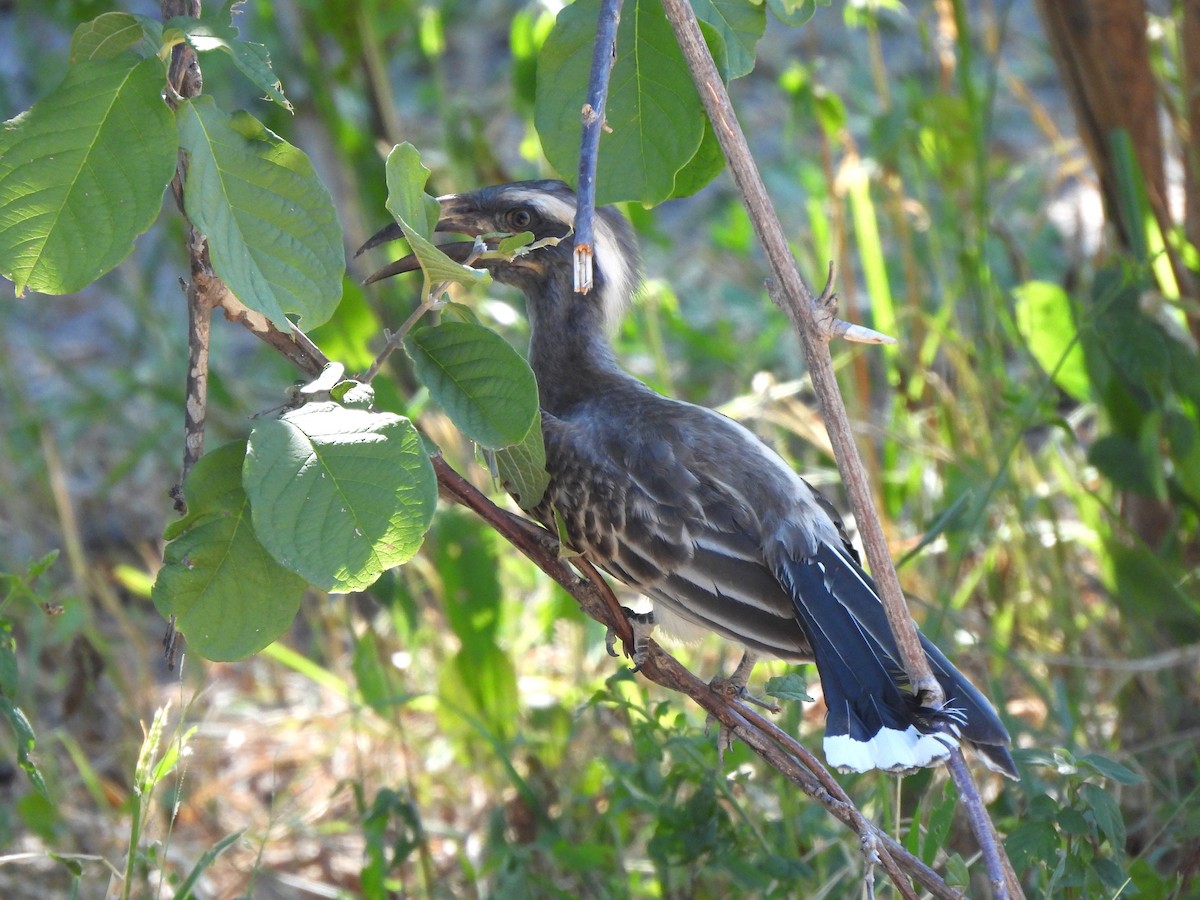 African Gray Hornbill - Stephen Taylor