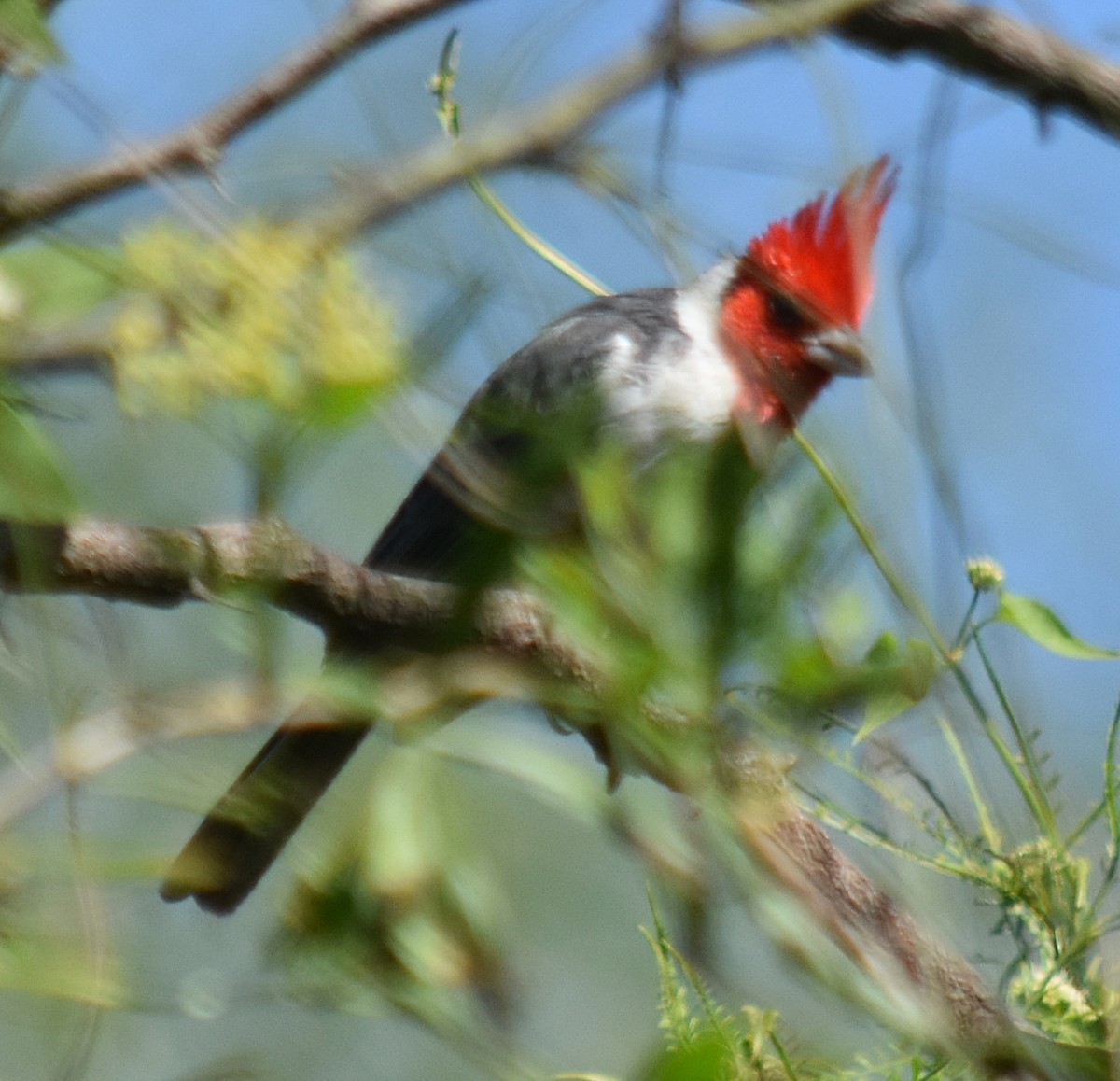 Red-crested Cardinal - andres ebel