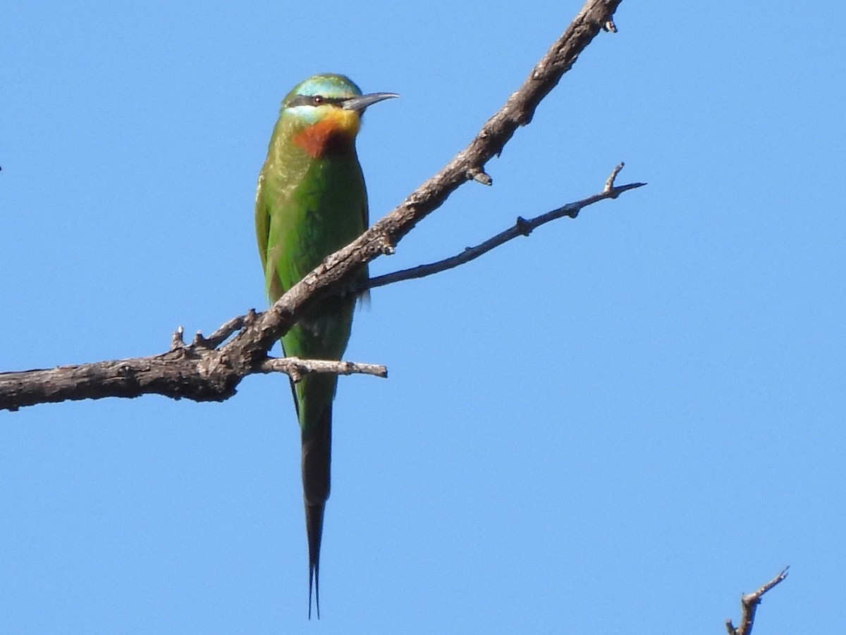 Blue-cheeked Bee-eater - Stephen Taylor