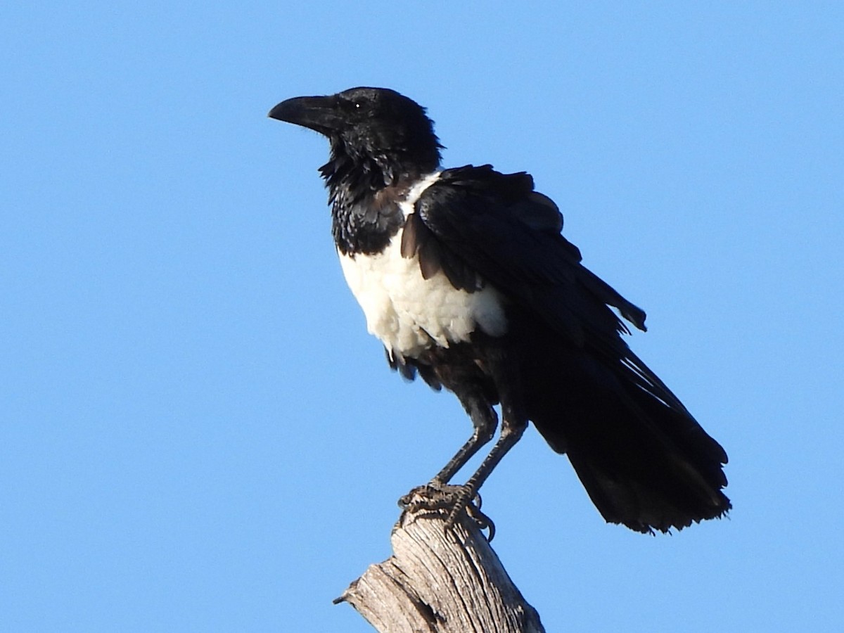 Pied Crow - Stephen Taylor